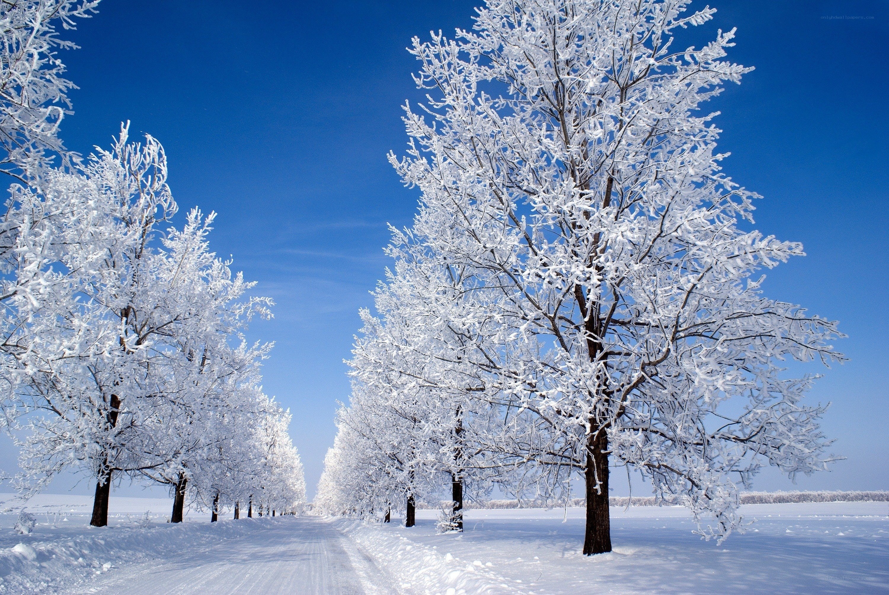 Snow-covered trees on a winter road