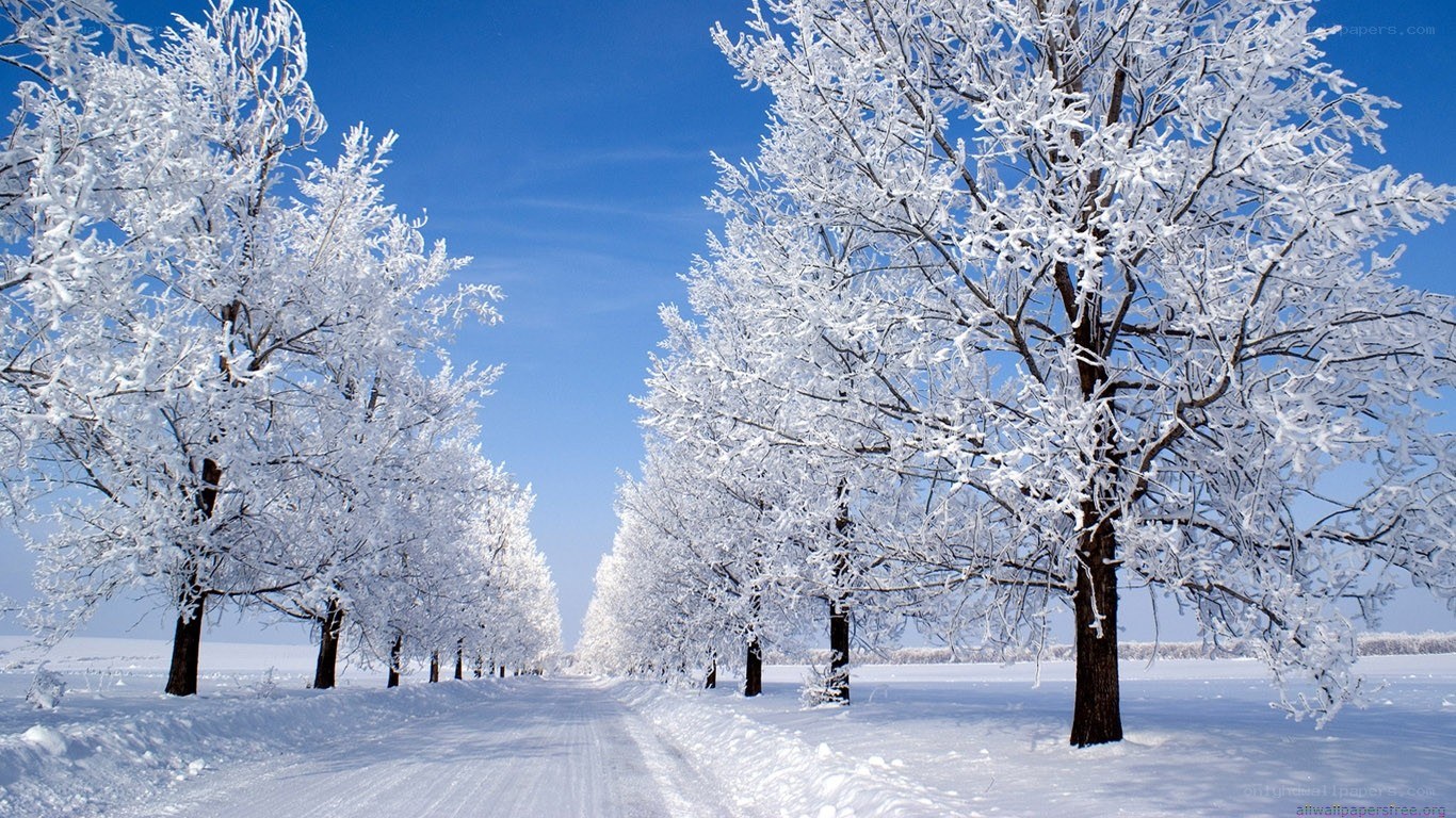 Snow-covered trees on a winter road