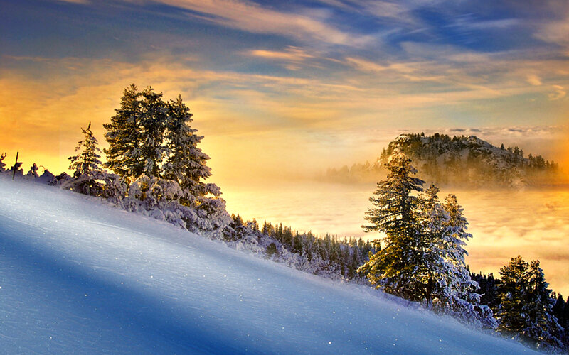 Snow-covered Trees on Hill — Blue, Serene, Sunrise