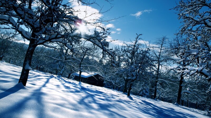 Snow-covered Trees on Hill — Blue, Serene, Winter, Photograph, Snow