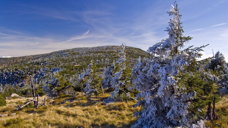 Snow-covered Trees on Hill — Blue, Serene, Winter, Photograph
