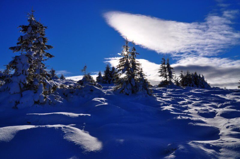 Snow-covered Trees on Hill — Blue, Serene, Winter