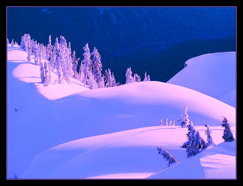 Snow-covered Trees on Hill — Blue