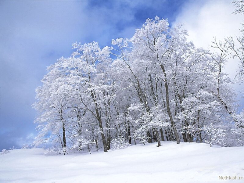 Snow-covered Trees on Hill