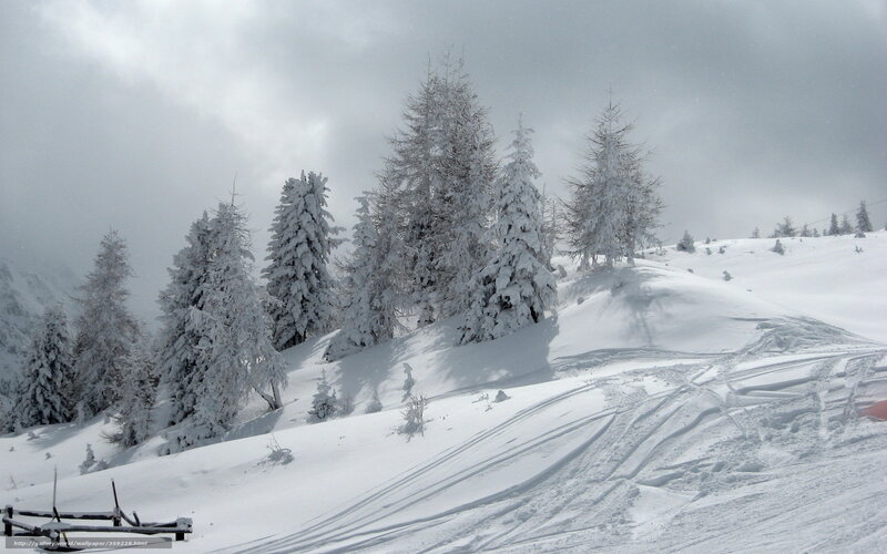 Snow-covered Trees on Hill — White, Cold