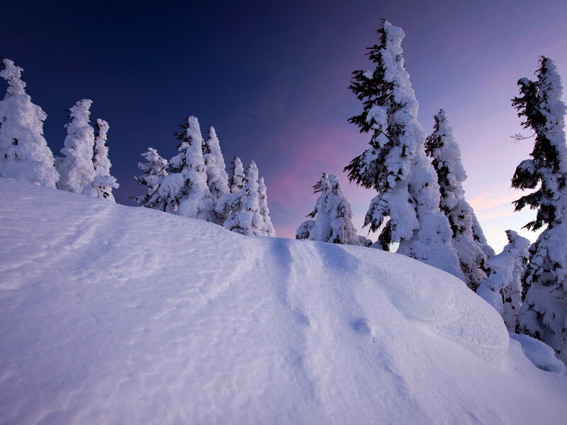 Snow-covered Trees on Hill — White, Serene, Sunset