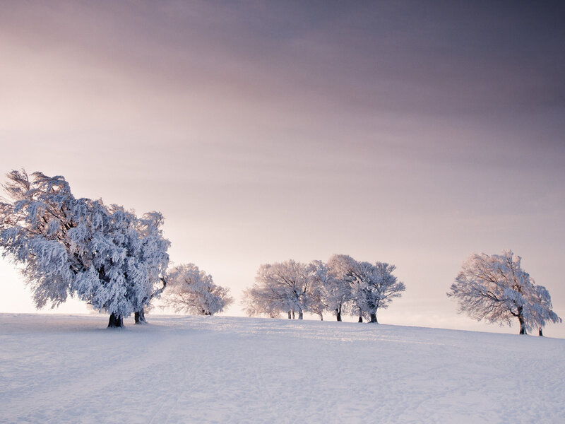 Snow-covered Trees on Hill — White, Serene