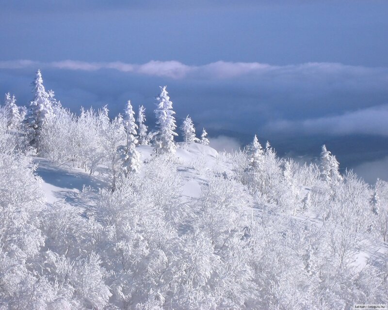 Snow-covered Trees on Hill — White, Serene, Winter