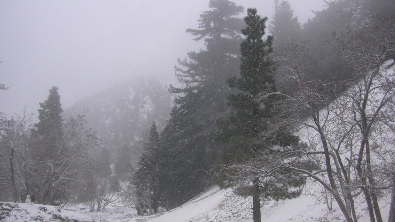 Snow-covered Trees on Hillside