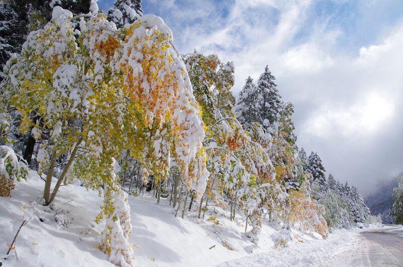 Snow-covered Trees on Hillside — White, Serene