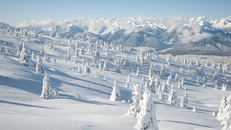 Snow-covered Trees on Hillside — White