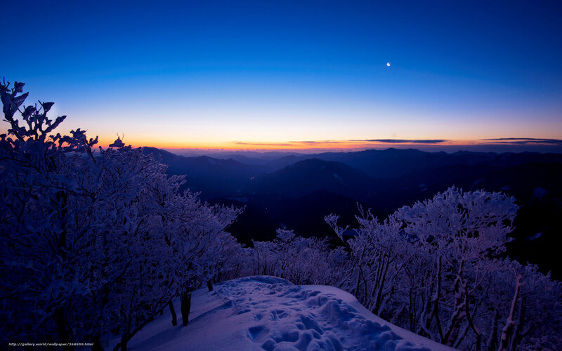 Snow-covered Trees on Mountain — Blue, Serene, Night