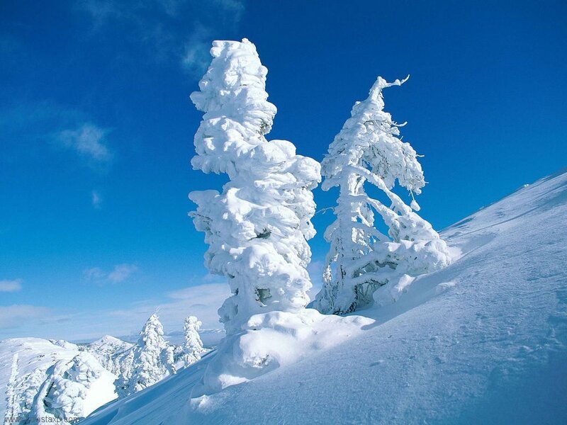 Snow-covered Trees on Mountain — Blue, Serene, Winter, Photograph, Sky, Snow