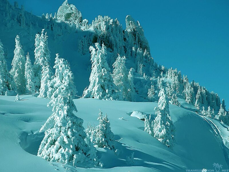 Snow-covered Trees on Mountain — Blue, Serene, Winter