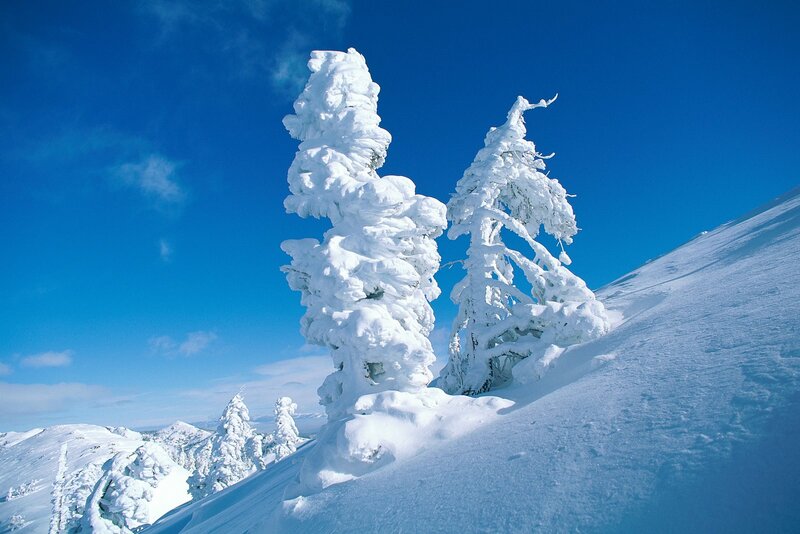 Snow-covered Trees on Mountain — Blue