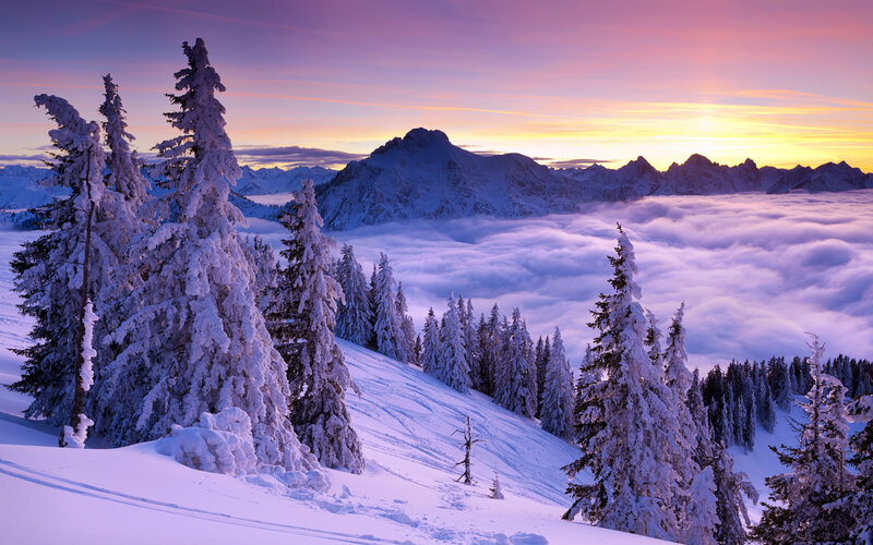Snow-covered Trees on Mountain — Purple, Serene