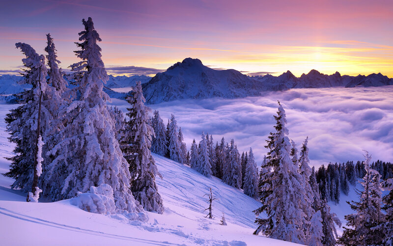 Snow-covered Trees on Mountain — Purple