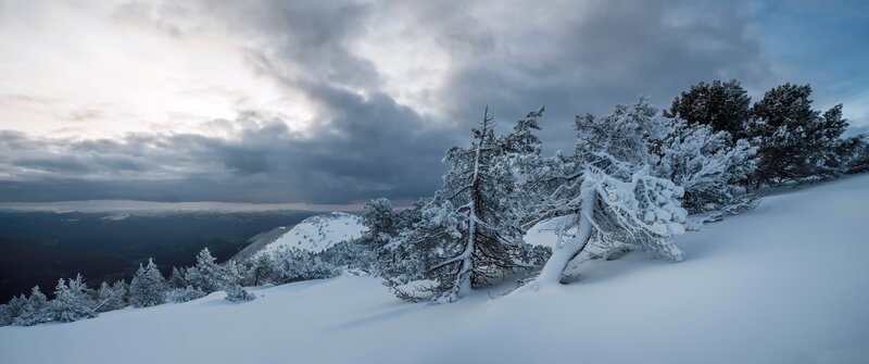 Snow-covered Trees on Mountain — White, Dramatic