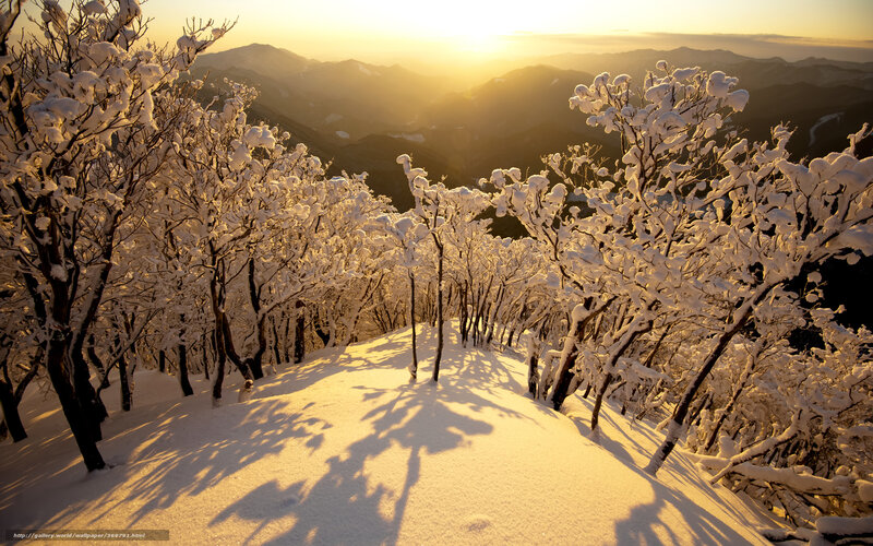 Snow-covered Trees on Mountain — White, Serene, Winter, Photograph, Mountains, Sunrise