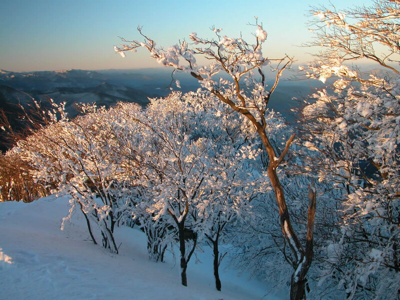 Snow-covered Trees on Mountain — White, Serene, Winter