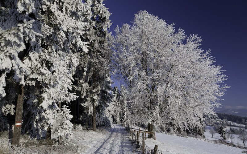 Snow-covered Trees on Path — White