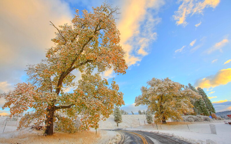 Snow-covered Trees on Road — Blue