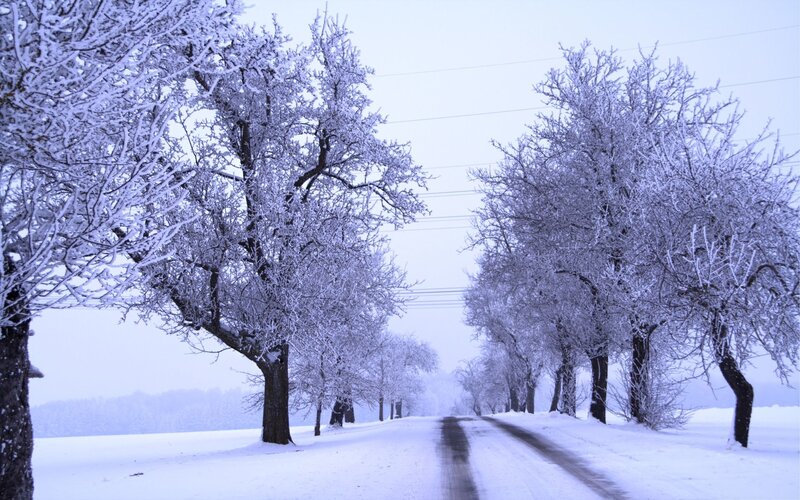 Snow-covered Trees on Road
