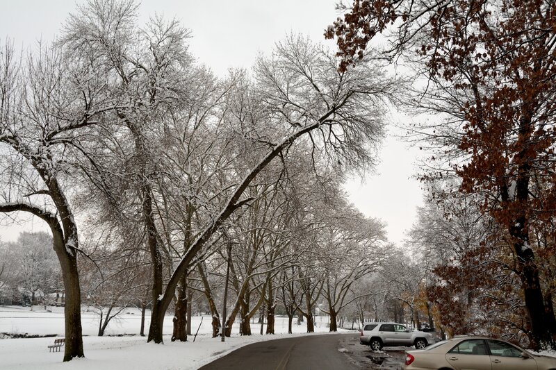 Snow-covered Trees on Road — White, Calm