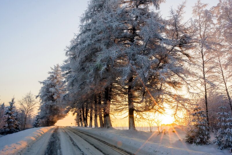 Snow-covered Trees on Road — White, Serene