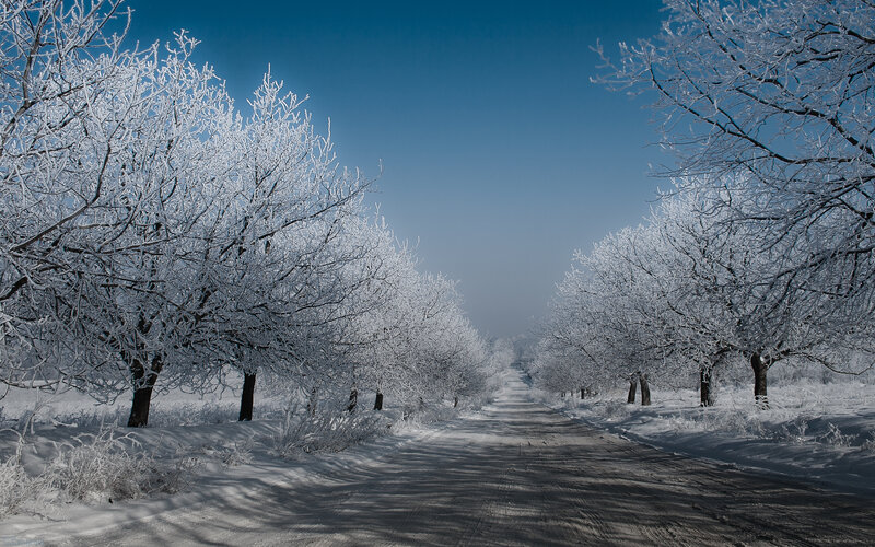Snow-covered Trees on Road — White