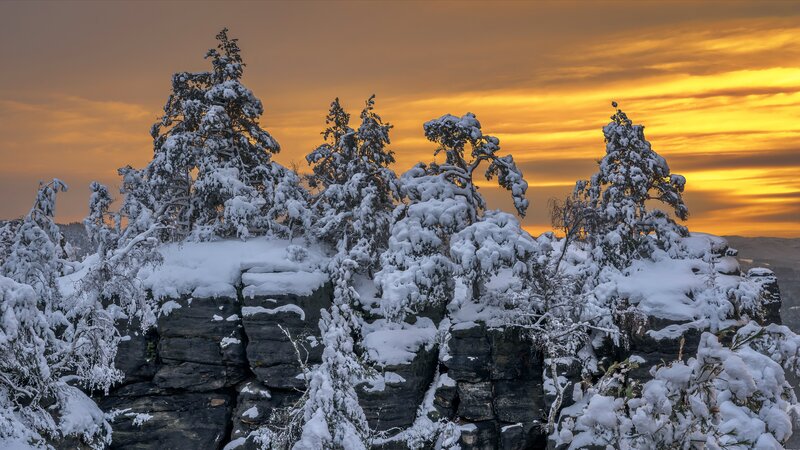 Snow-covered Trees on Rocks