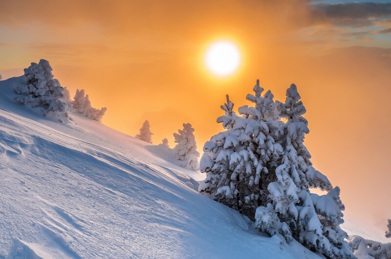 Snow-covered Trees on Slope — Orange