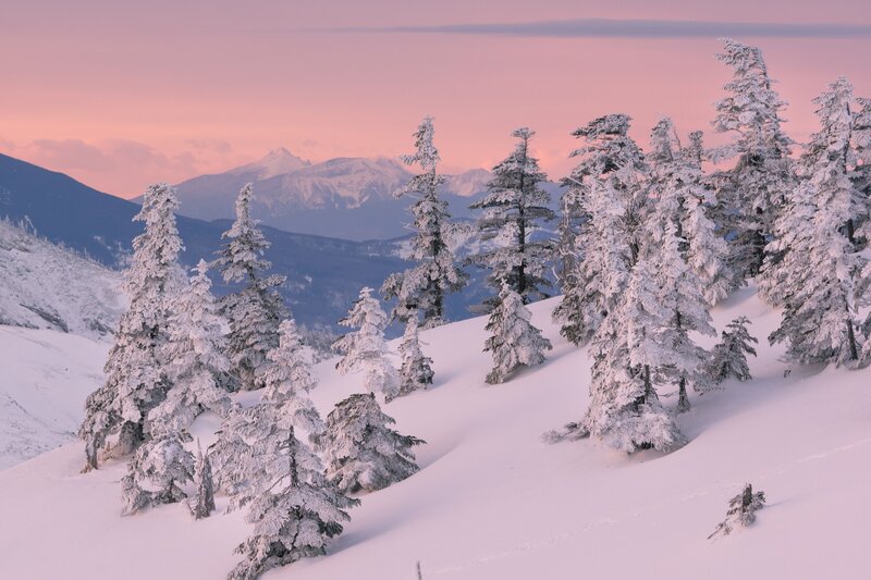 Snow-covered Trees on Slope — Pink