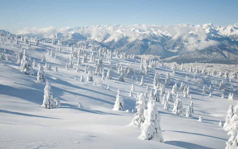 Snow-covered Trees on Slope