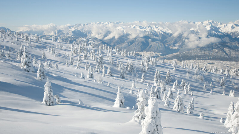 Snow-covered Trees on Slope — White, Serene