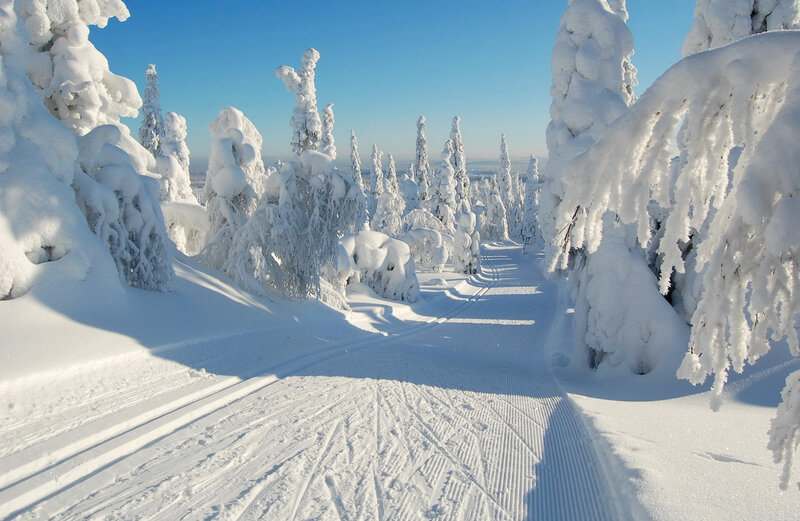 Snow-covered Trees on Slope — White, Serene, Winter, Photograph, Path