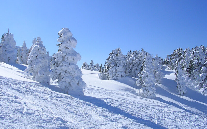 Snow-covered Trees on Slope — White, Serene, Winter, Photograph, Snow, Sky, Blue