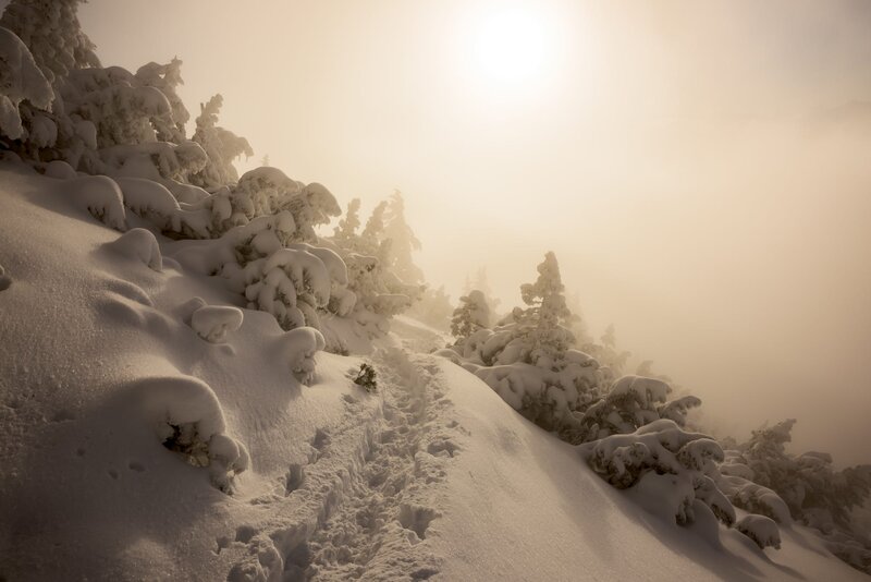 Snow-covered Trees on Slope — White, Serene, Winter, Photograph, Snow, Sun