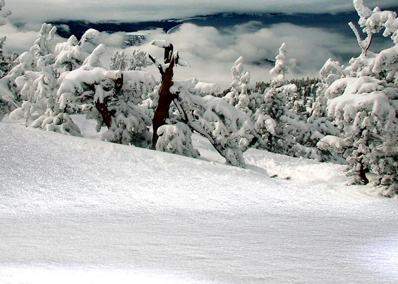 Snow-covered Trees on Slope — White, Serene, Winter