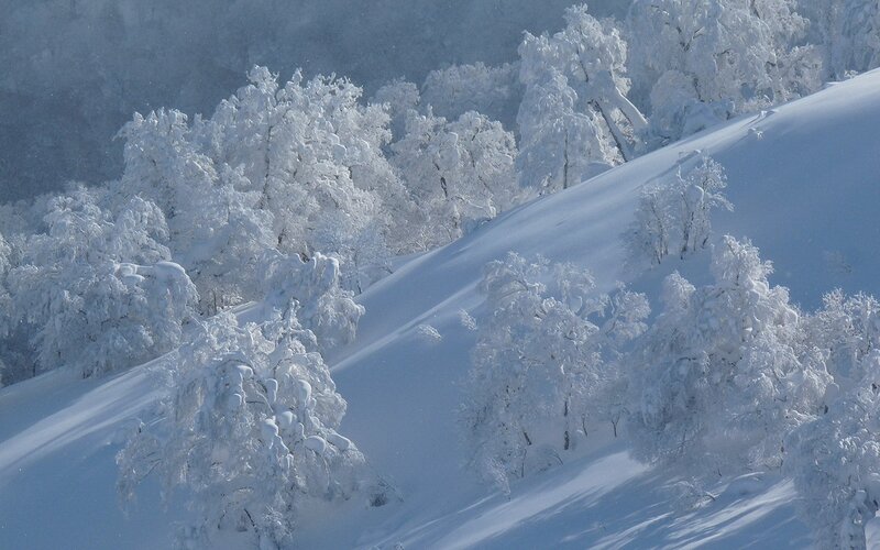 Snow-covered Trees on Slope — White