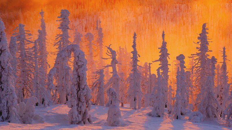 Snow-covered Trees — Orange, Dramatic