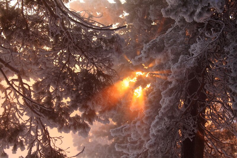 Snow-covered Trees — Orange, Dramatic, Winter, Photograph, Sunlight