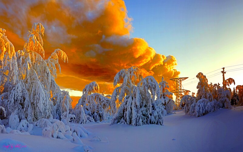 Snow-covered Trees — Orange, Dramatic, Winter, Photograph