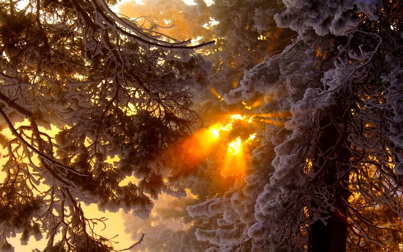 Snow-covered Trees — Orange, Dramatic, Winter