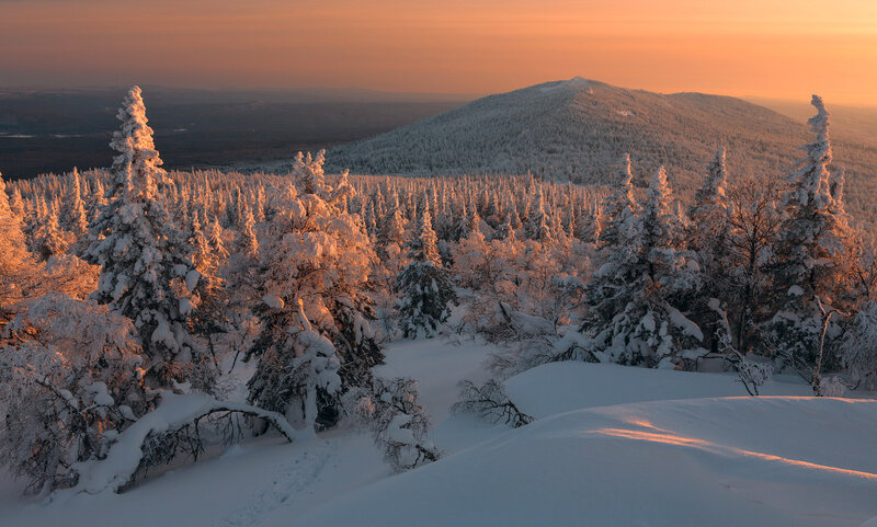 Snow-covered Trees — Orange, Serene, Sunset, Photograph, Forest