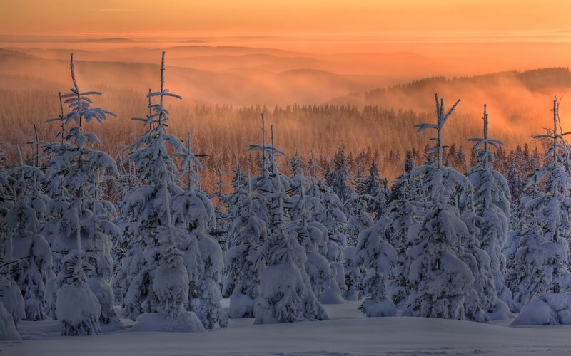 Snow-covered Trees — Orange, Serene, Sunset, Photograph, Snow