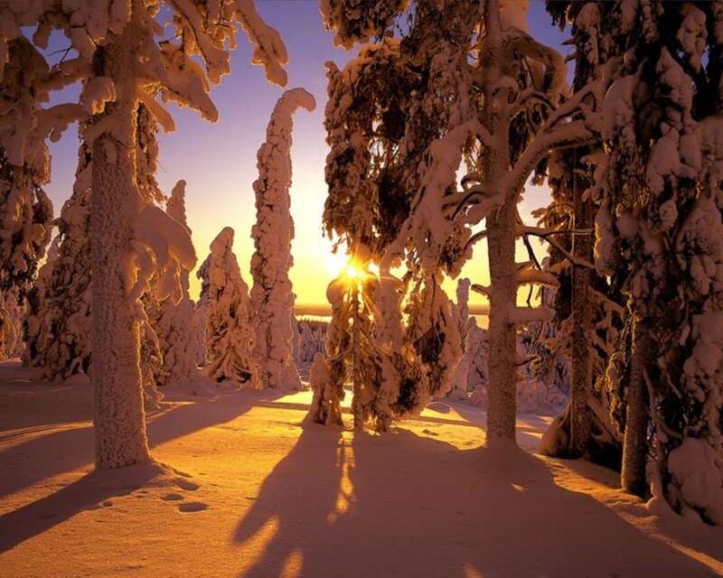 Snow-covered Trees — Orange, Serene, Sunset