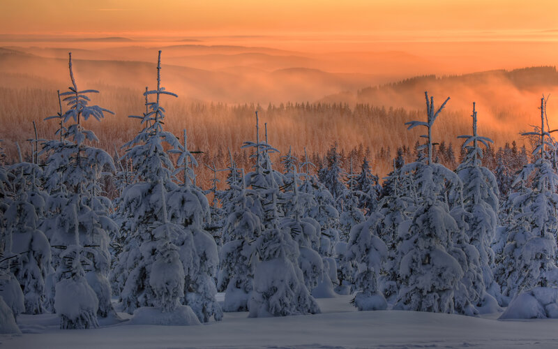 Snow-covered Trees — Orange, Serene