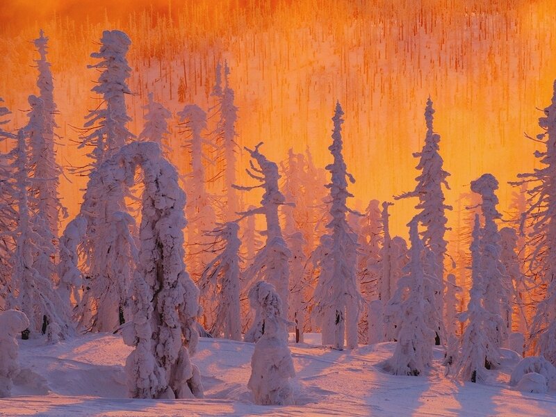 Snow-covered Trees — Orange