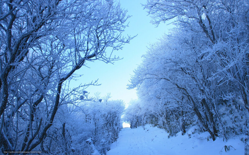 Snow-covered Trees Path — Blue